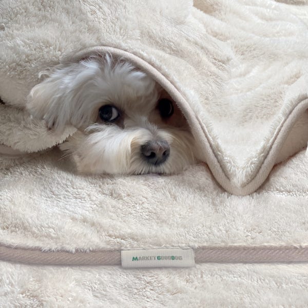 물먹는 펫타월 강아지 수건 이불 고양이 목욕 타올 M