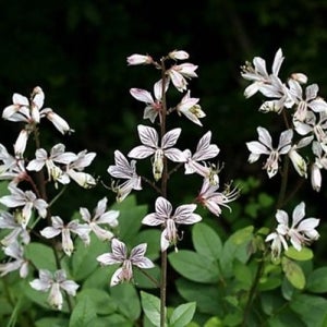 백선 (봉삼) 씨앗 5립 소포장