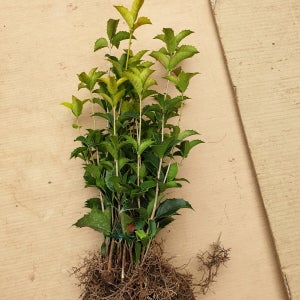 키움원예조경 은목서 삽2년생 묘목 10주