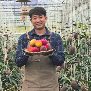 제주 애플망고 3kg 고당도 특품 프리미엄 선물세트 미니 국산 제주산 서귀포 어버이날선물