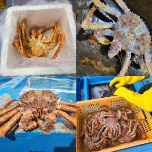 브라운 러시아 킹크랩 1.5kg 활 찜 자숙 러시아산