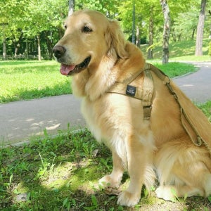 강아지 대형견 하네스 가슴줄 앞섬방지 중형견 진돗개