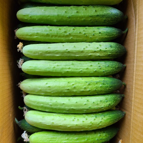 백오이 백다다기오이 오이지용 오이 최상품 2kg 3kg 5kg 10kg