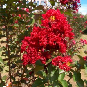 배롱나무 꽃이 붉은 다이너마이트 4년생 분묘( 목백일홍 묘목 나무)