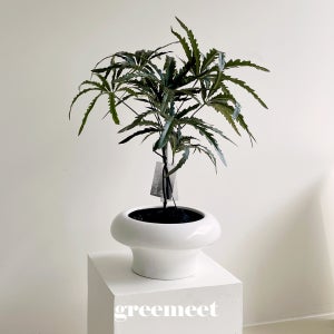 그리밋 인조나무 화분 조화 아랄리아 대형 인테리어 생화같은 리얼플랜트