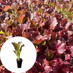 적치마상추모종 2개 열풍 새마을총각