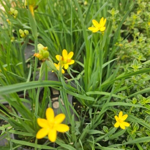 등심붓꽃 노랑 노지월동 야생화 봄꽃 모종