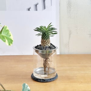 수경재배식물 다육이, 구근식물 괴마옥 화병세트