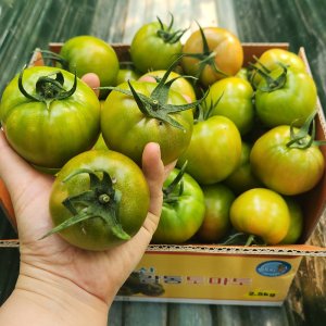 부산 짭짤이 강동 대저 토마토 로얄과 2.5kg-5kg