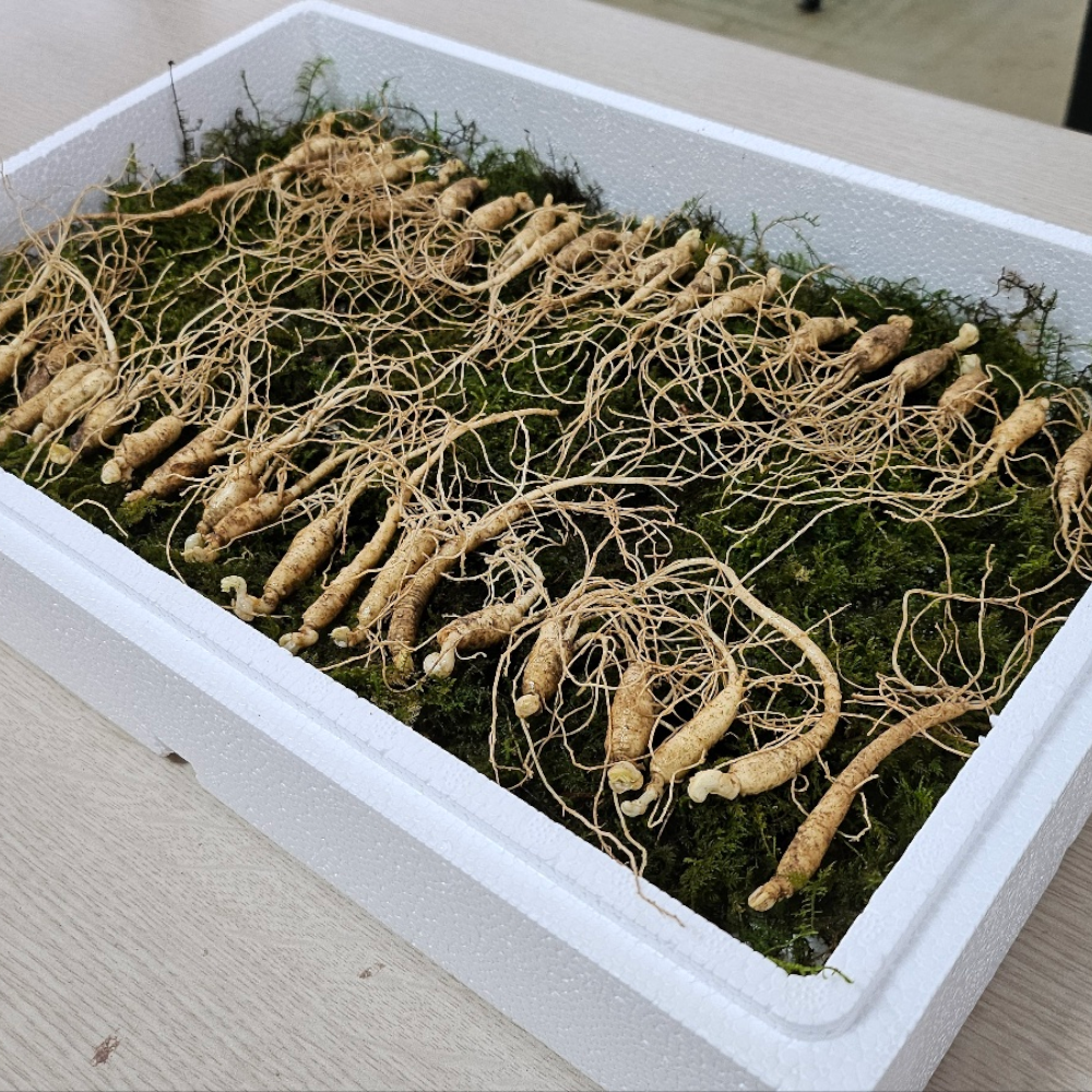 산삼 산양삼 뇌두 머리 먹는방법 효능 : 네이버 블로그