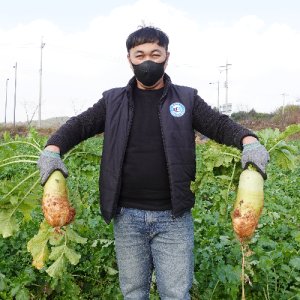 식명관 5kg 10kg 산지직송 제주 세척무 겨울무 김장무 채소 신선식품