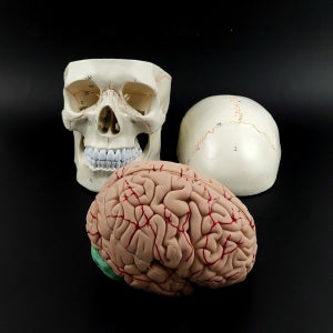 두개골 인체모형 과학 실습 병원 간호사 의대생 교육자료