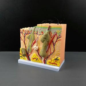 피부조직모형 인체장기 피부과 표피 진피층 의대 간호사 실습 교육 준비물