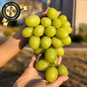 직수입 페루산 고당도 포도 오톰크리스피 청포도