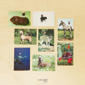 Chantal Rens- postcard set1 콜라주 작가 동물 그림 엽서 8장 세트