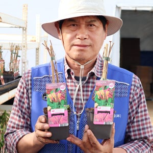 인동 나무 2년생 골드프레임 넝쿨식물 묘목 덩굴 인동초