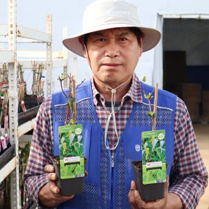 인동나무 묘목 2년생 할리아나 넝쿨식물 묘목 덩굴 인동초