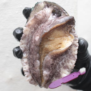 [기절않는] 국산활전복 선물세트 완도전복직거래 특전복