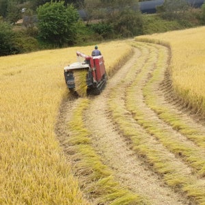 찰지고 밥맛좋은 단일미 예천 황새골 일품쌀 일품미 5kg