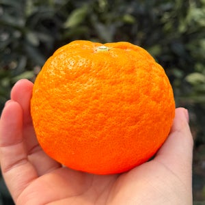 제주 카라향 고당도 산지직송 선물용 가정용 2kg 3kg 5kg 10kg