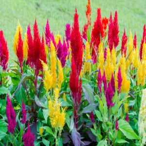 [모야모 꽃씨] 조경용 큰키 촛불맨드라미 혼합색 씨앗 대용량 600립