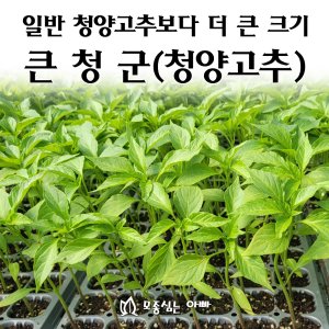 고추모종 최저가 가성비상품