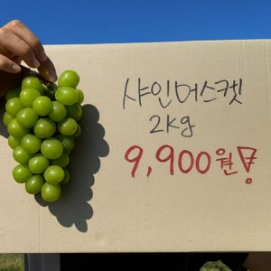 경북 샤인머스켓 씨없는 포도 망고포도 영천 김천