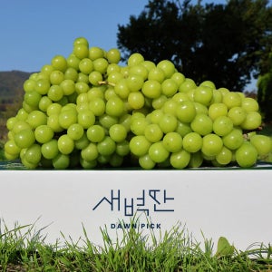 샤인머스켓 씨없는 포도 망고포도 선물세트