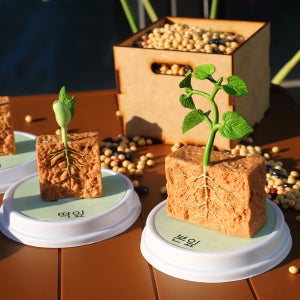 아트랄라 콩 성장단계 모형 4단계 성장과정 교육피규어 학습교구 강낭콩 학습