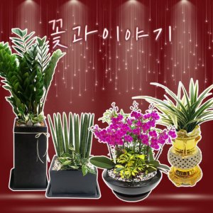 떡갈나무 꽃 개업식 승진 축하 화분 화환 배달 종류 전국 당일 선물 전국 꽃배달 서비스
