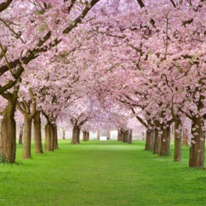[미소쌤] 벚꽃길 배경 실사 환경구성 환경판 놀이중심 현수막 어린이집 유치원