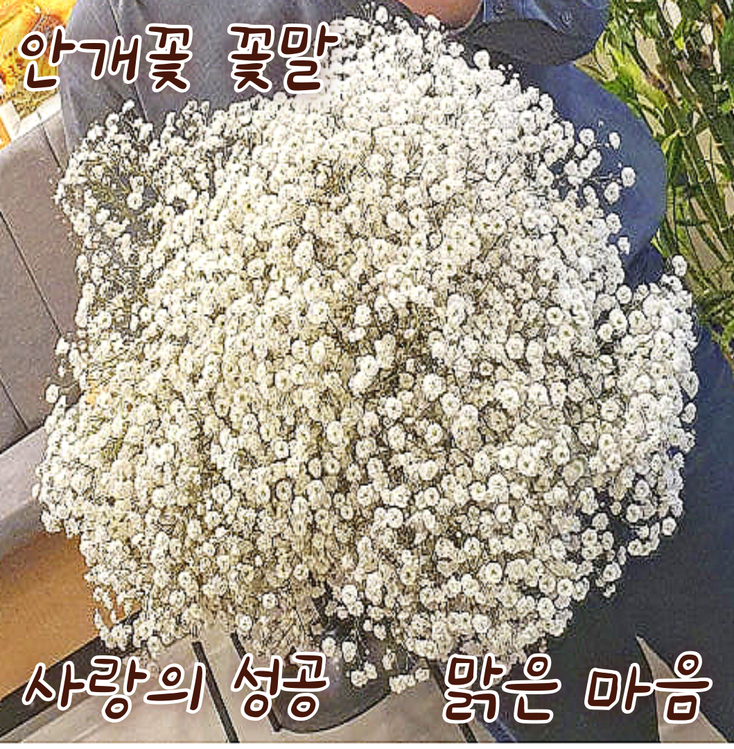 [포도밭] 안개꽃 생화 한단 반단 농장 직송 안개부케 부케꽃다발 부케제작