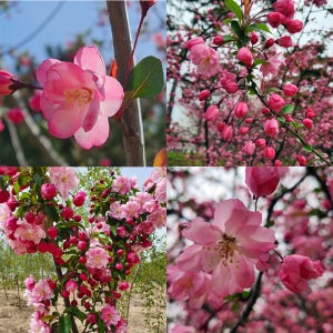 겹해당화나무 해당화묘목 4년생 꽃나무 정원수 나무시장