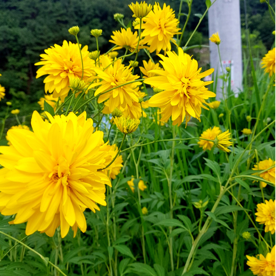 식물쌀롱 국화 폼폰국화 혼합색 중품 야생화 폼폼국화