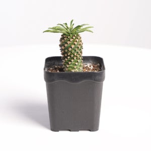 데팡스 괴마옥 파인애플 선인장 미니다육이 다육식물 아프리카식물 포트 화분