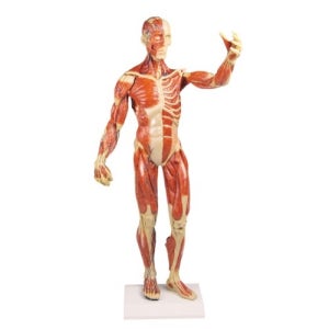 전신 근육모형 과학실 학교 해부학 병원 교육용 보건 교육교구 인체모형