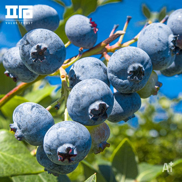 A등급 미국산 냉동 블루베리 1kg