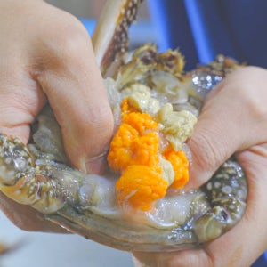 서해안 제철 암꽃게 알배기 3kg 숫 꽃게 국산 태안 생물 급냉 냉동 싱싱한