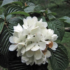 처인원예종묘 설구화 H1.0 분묘 흰꽃 묘목 꽃나무 정원수 개화주 조경수