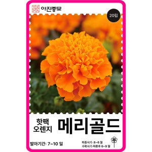 메리골드 씨앗 20립 / 핫팩 오렌지 메리골드 종자 봄 가을 꽃씨몰 [아진종묘]