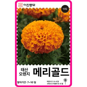 메리골드 씨앗 10립 / 태산 오렌지 메리골드 종자 봄 가을 꽃씨몰 [아진종묘]