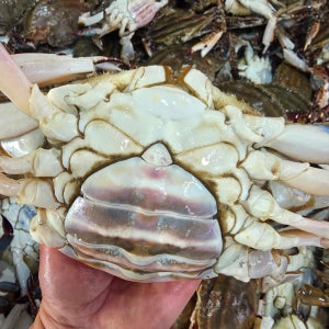 안면도 급냉 암꽃게 1kg 4~5미 봄 활꽃게 알배기 몽당꽃게