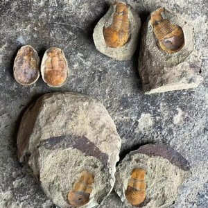 화석발굴 체험 고생대 삼엽충 단괴형 교육용 화석 Ciliscutellum ciliensis 암모나이트 공룡