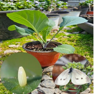 배추흰나비 애벌레 키우기