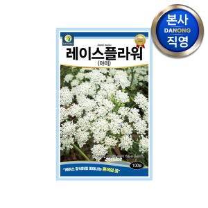 레이스 플라워 아미 씨앗 100립 아미초 흰색 하얀 꽃 봄 가을 파종 꽃씨 종자