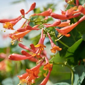 인동덩굴 포트묘 인동초 나무 묘목 2년생 드롭모어스칼렛