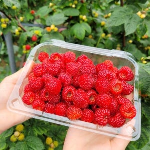 당일수확 산딸기 생과 500g, 1Kg GAP 김해시 산지직송 제철 라즈베리