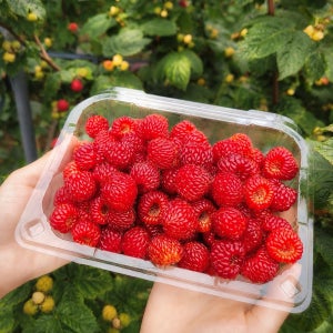 당일수확 GAP 산딸기 생과 500g, 1Kg 김해시 산지직송 제철 라즈베리