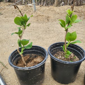 원예수국 5치포트묘 특묘 엔드레스썸머 제주수국 분묘