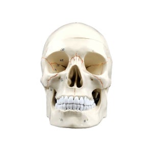 두개골 과학 간호사 실습 인체모형 의대생 교육자료 병원